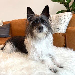 Meet Brielle's dog Milo!